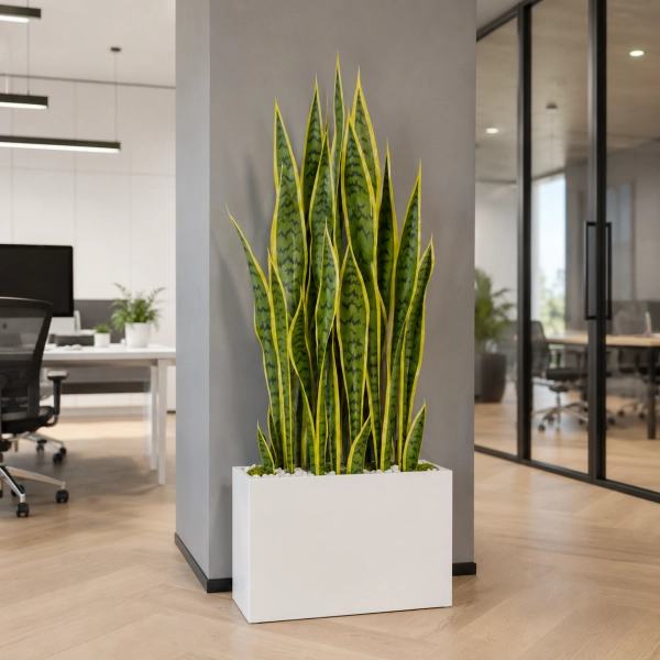 SANSEVIERIA W DONICZCE 90CM